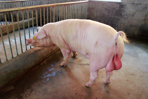 �L(zh��ng)���i